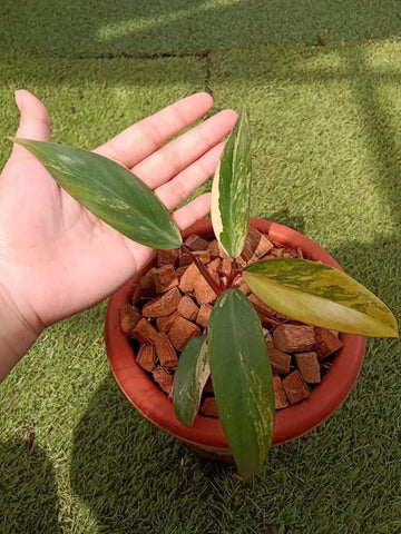 Philodendron Strawberry Shake Variegated image 0