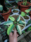 Philodendron Bipennifolium Violin variegated 7 Leaf image 1