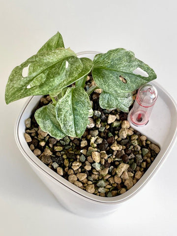 Monstera Adansonii Mint - whole plant. Phyto included! image 0