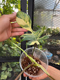 Philodendron Florida Beauty Variegated Fully Rooted Plant 3 leaves image 4