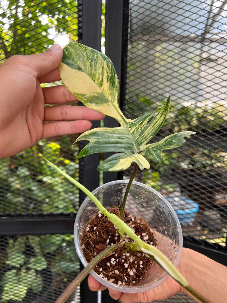 Philodendron Florida Beauty Variegated Fully Rooted Plant 3 leaves image 4