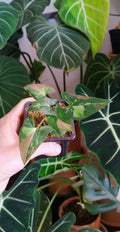 Syngonium red spot tricolor baby plant n.2 image 2