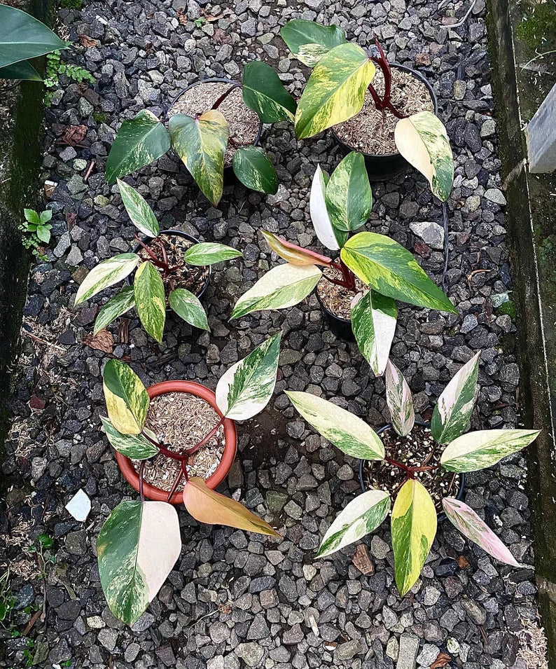 Philodendron Strawberry Shake Variegated — Rooted Plant image 1