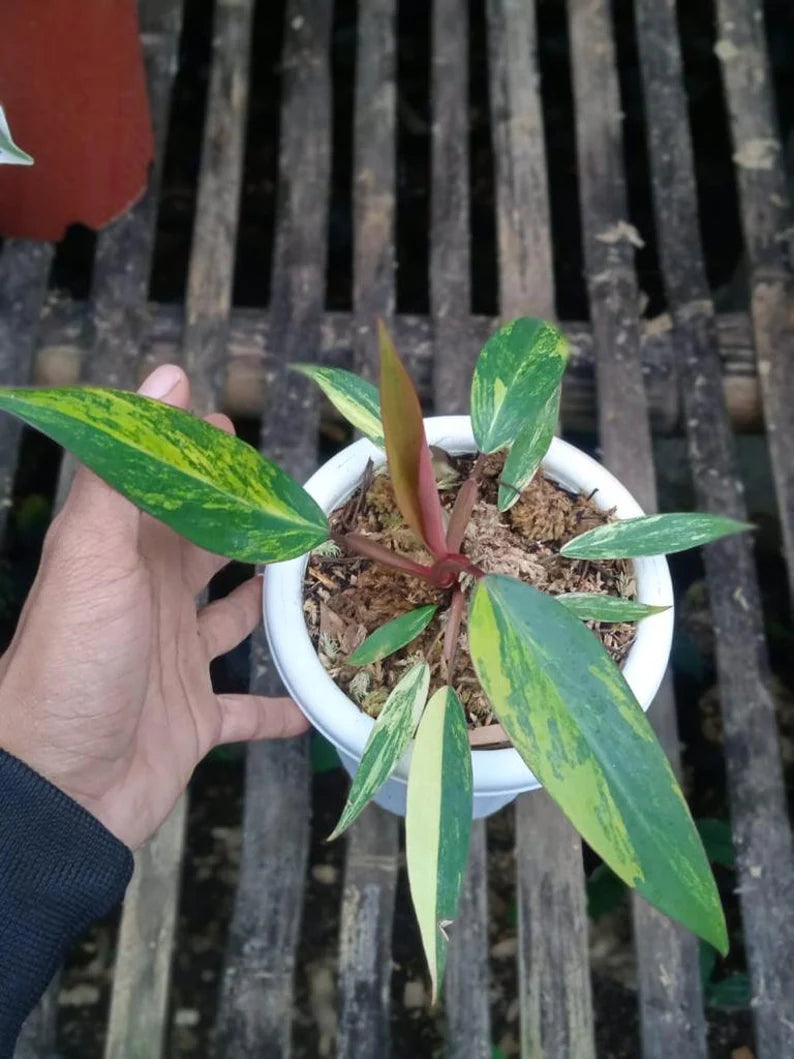 Philodendron Strawberry Shake Variegated image 0