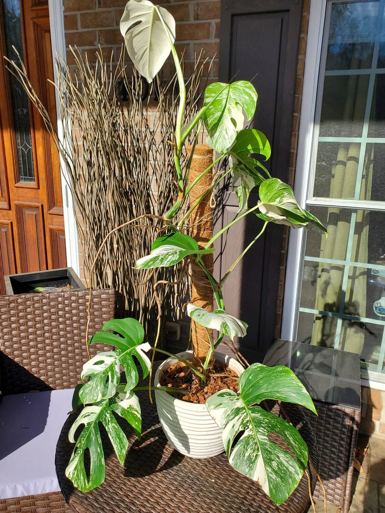 Monstera Albo Borsigiana image 2
