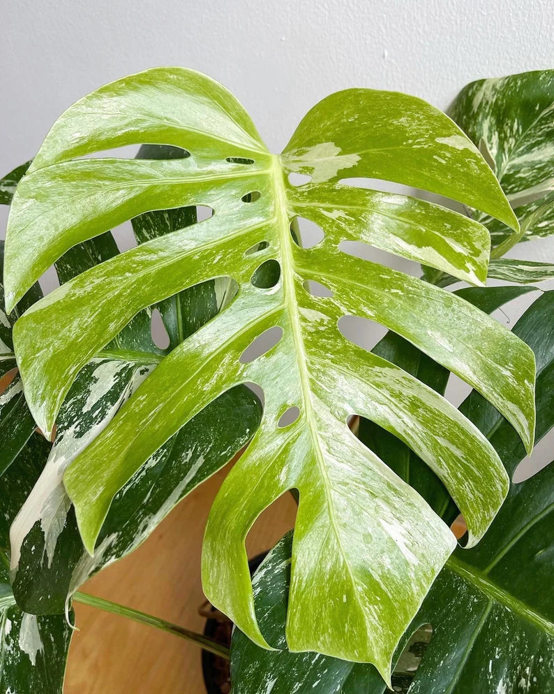 Monstera Albo Variegata 6 leaves image 2