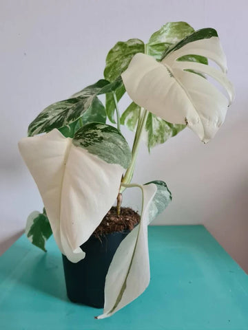 Highly variegated Monstera albo varigata image 0