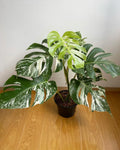 Monstera Albo Variegata 6 leaves image 1