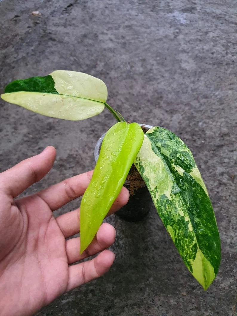 Philodendron Domesticum Variegated — Rooted Plant image 0