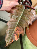 Highly Variegated Philodendron Caramel Marble rooted plant ( pic.2-9th), RARE#1 image 4