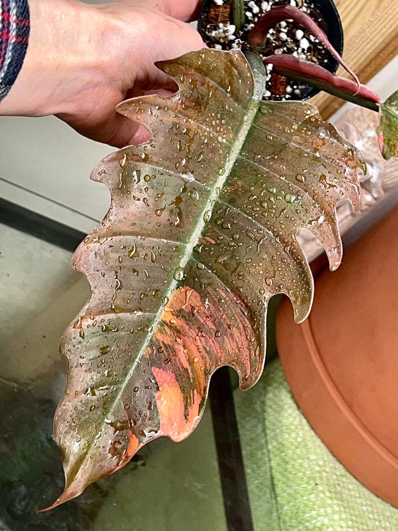 Highly Variegated Philodendron Caramel Marble rooted plant ( pic.2-9th), RARE#1 image 4