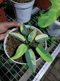 Philodendron Bipennifolium Violin variegated 7 Leaf image 2