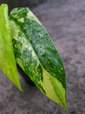 Philodendron Domesticum Variegated — Rooted Plant image 3