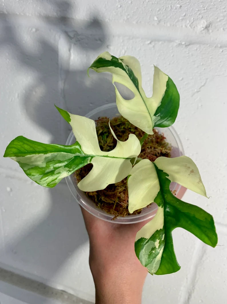 Variegated Rhaphidophora Tetrasperma Paragon Albo image 0