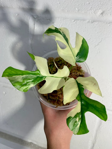 Variegated Rhaphidophora Tetrasperma Paragon Albo image 0