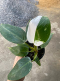 12x Philodendron white princess (small) image 1