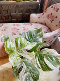 Very Rare: 5 leaves Monstera albo borsiagina Marble full rooted- H40cm image 1
