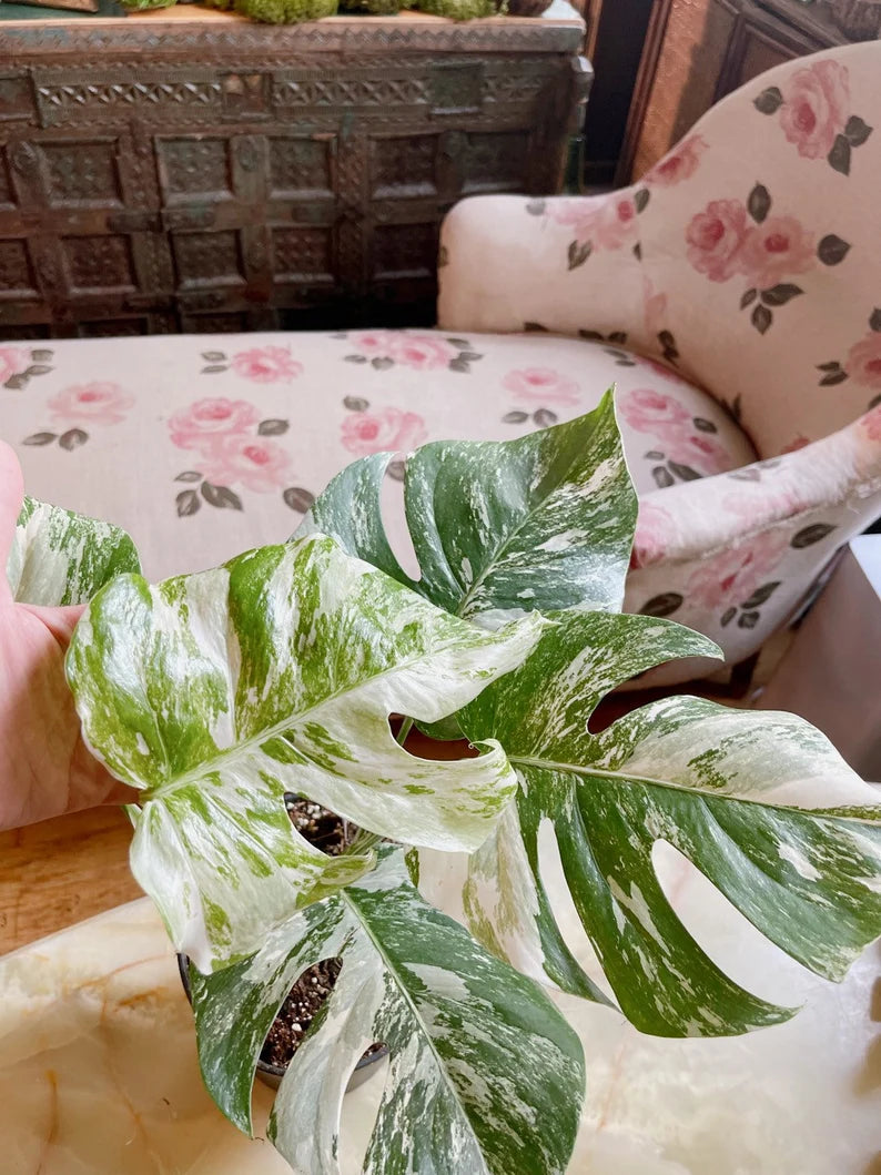 Very Rare: 5 leaves Monstera albo borsiagina Marble full rooted- H40cm image 1