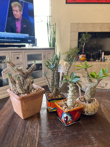 Pachypodium — Group Collection image 0