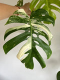 Variegated Monstera Deliciosa Albo Borsigiana 3 Leaves image 3