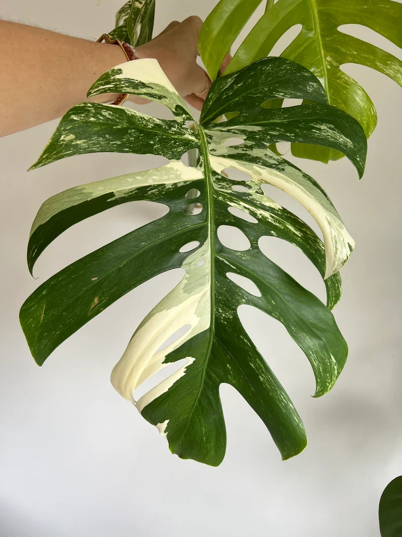 Variegated Monstera Deliciosa Albo Borsigiana 3 Leaves image 3