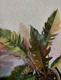 Philodendron Caramel Marble Plant Well Rooted Mother Plant image 2