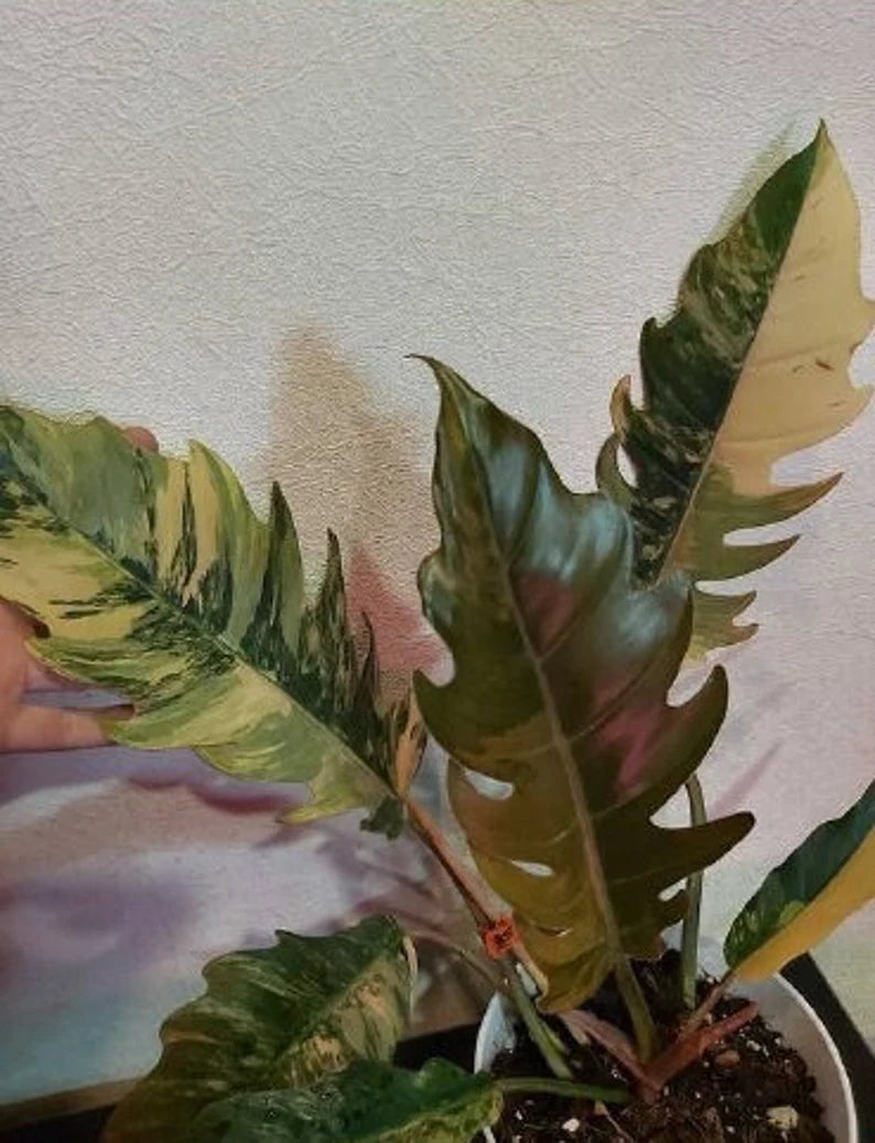 Philodendron Caramel Marble Plant Well Rooted Mother Plant image 2