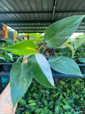 12x Philodendron white princess (small) image 2