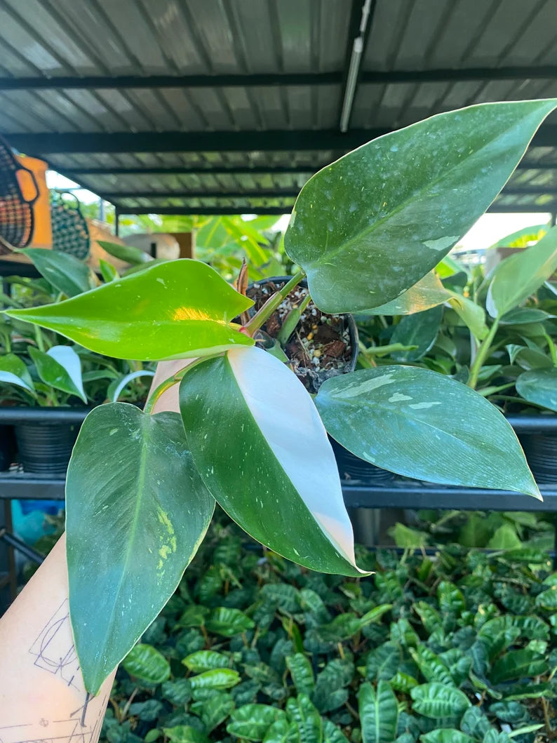 12x Philodendron white princess (small) image 2