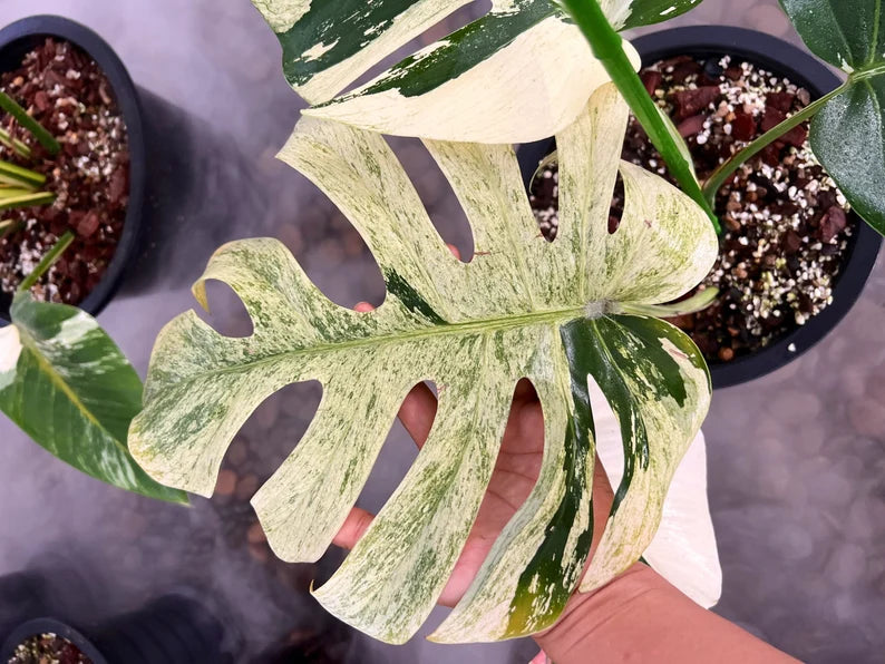 Rare Monstera Mint Deliciosa Borsigiana Variegata Live Plant Fully Rooted 4 Leaves image 1