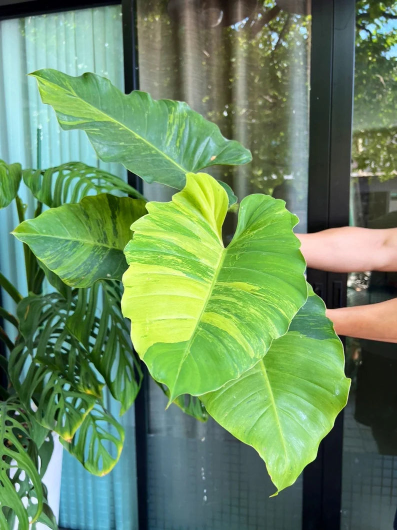 Philodendron Jungle Fever Variegated Fully Rooted Plant Big Size image 0