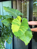 Philodendron Jungle Fever Variegated Fully Rooted Plant Big Size image 0