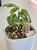 Monstera Adansonii Mint - whole plant. Phyto included! image 3