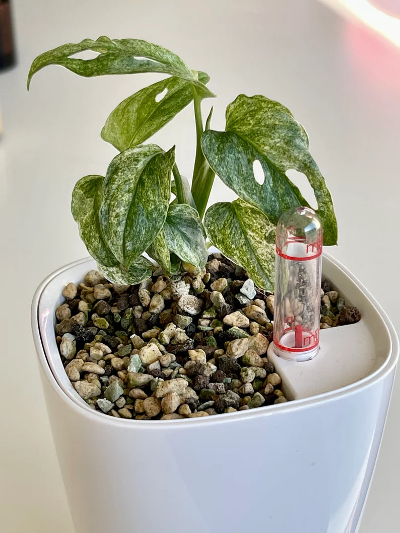 Monstera Adansonii Mint - whole plant. Phyto included! image 3
