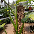 Philodendron Domesticum Variegated 9 Leaves image 5