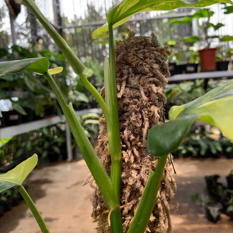 Philodendron Domesticum Variegated 9 Leaves image 5