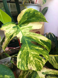 Monstera AUREA Variegated Borsigiana Live Plant Fully Rooted image 3