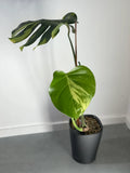 Monstera Deliciosa Sport Variegata — Green on Green, Large Form image 3