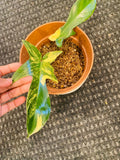 Variegated Florida Beauty Philodendron image 1