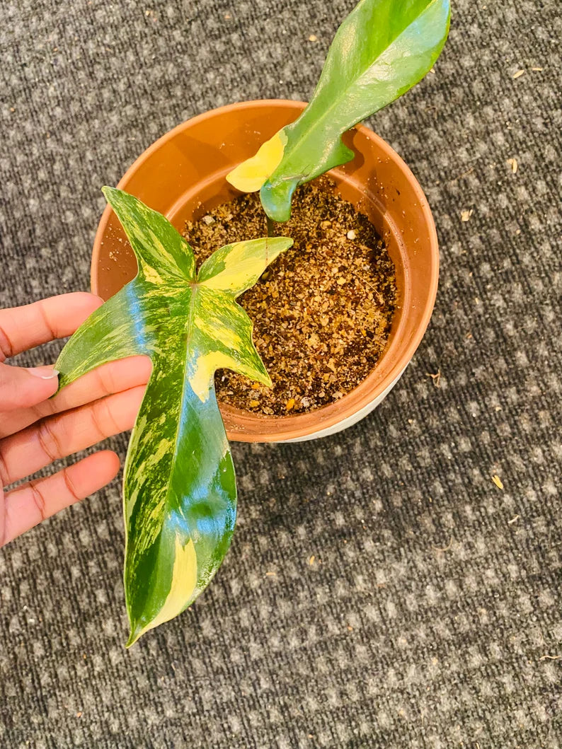 Variegated Florida Beauty Philodendron image 1
