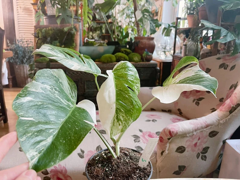 Half moon: 4 Leaves monstera Albo borsiagina white tiger - Express image 0