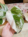 Half moon: 4 Leaves monstera Albo borsiagina white tiger - Express image 3