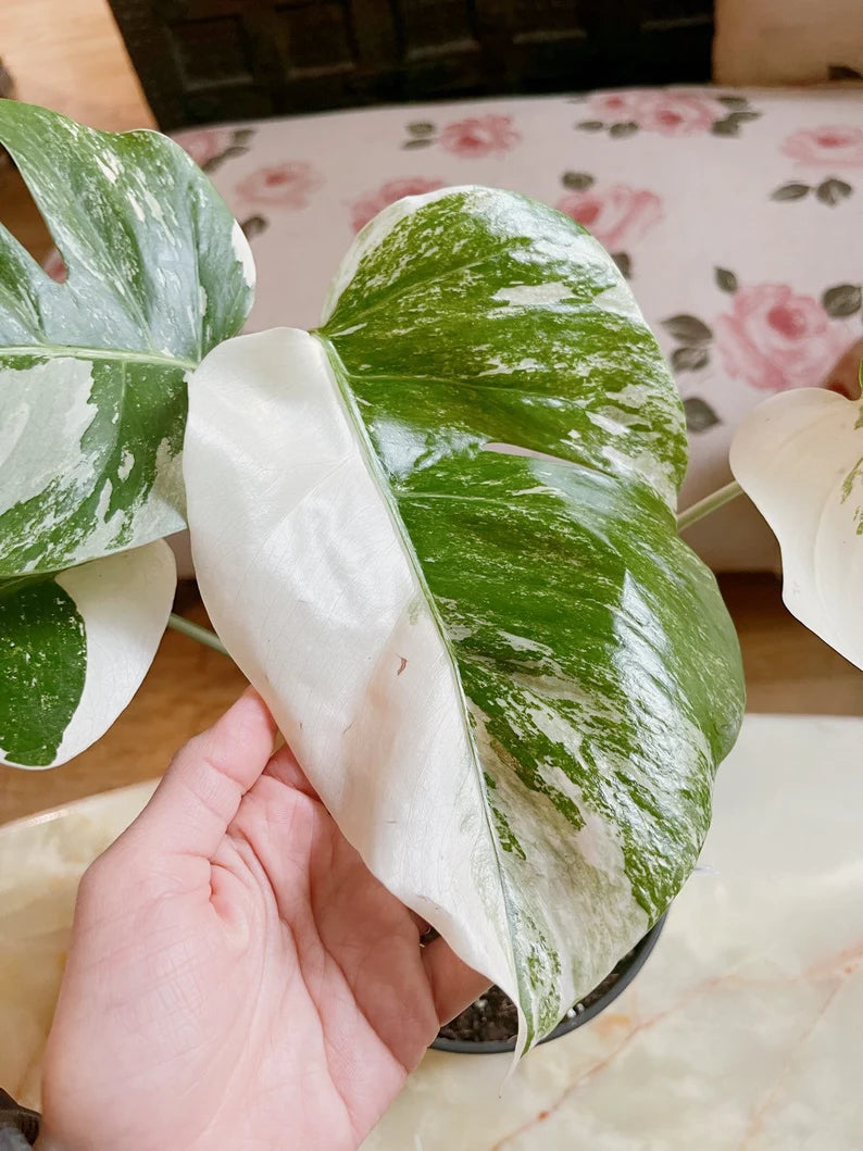 Half moon: 4 Leaves monstera Albo borsiagina white tiger - Express image 3