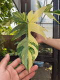 Philodendron Florida Beauty Variegated Fully Rooted Plant 3 leaves image 2
