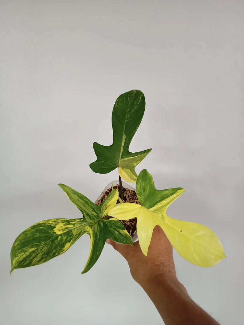 Philodendron Florida Beauty Variegated image 1