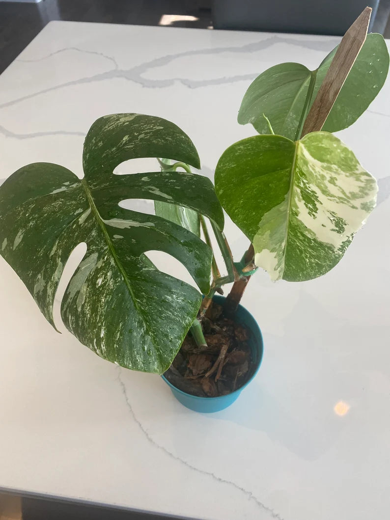 Monstera Albo FULL PLANT image 0