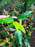 Rare Philodendron Domesticum Variegated Plant image 5