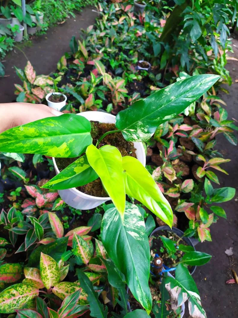 Rare Philodendron Domesticum Variegated Plant image 5