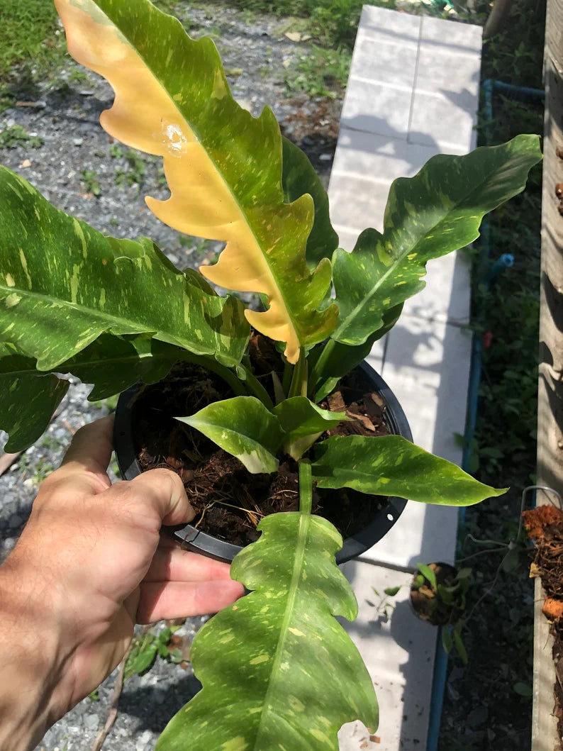Very Rare Philodendron Ring of Fire Variegata - Large size image 2