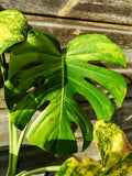 Sport Monstera XXL - Monstera Aurea - Variegated Monstera Deliciosa Large Form Sport Aurea. Monreo. image 0
